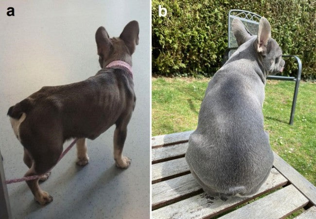 Veterinary Guide to Canine Strongyloidiasis 2025 🩺🐶