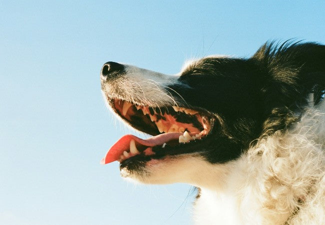 Veterinary Guide to Canine TMJ Disorders 2025: Diagnosis, Treatment & Care 🐶
