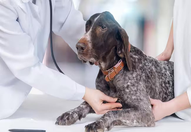 Veterinary Guide to Canine Testicular Tumors 2025: Diagnosis, Treatment & Prevention 🐕‍⚕️