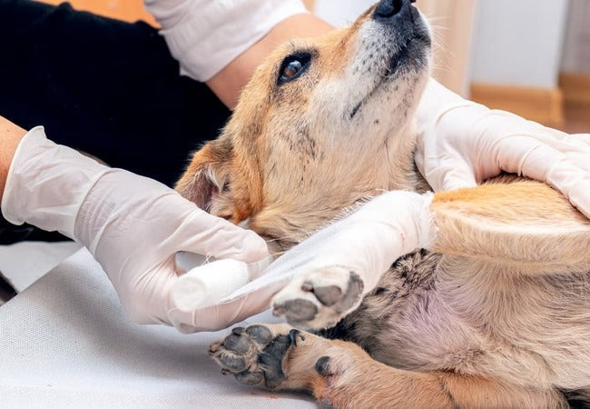 Veterinary Guide to Canine Tetanus 2025: Symptoms, Treatment & Recovery 🐾🩺