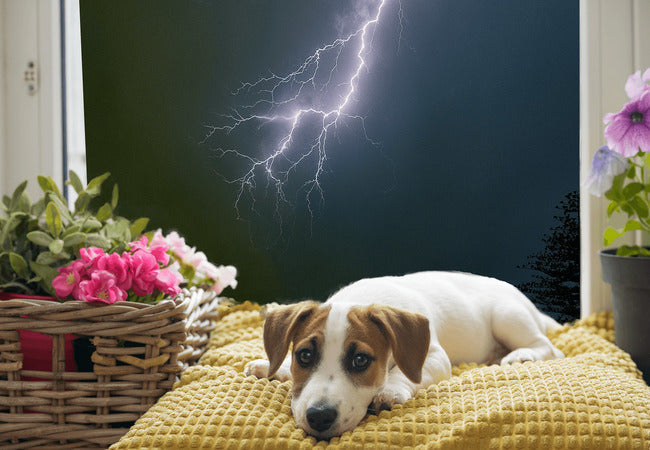 Veterinary Guide to Canine Thunderstorm Phobias 2025: Expert Support, Training & Calm 🐶🌩️