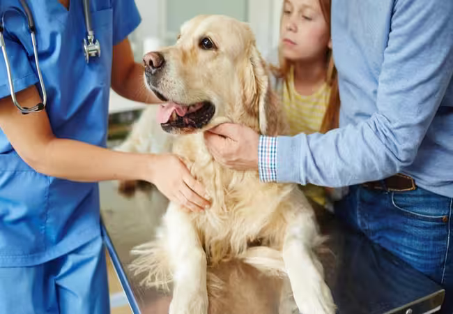 Veterinary Guide to Canine Thyroid Cancer 2025: Diagnosis, Treatment & Long‑Term Care 🐶🩺
