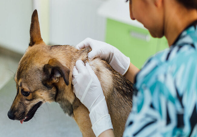 Veterinary Guide to Canine Tick Paralysis 2025: Signs, Emergency Care & Prevention 🐾🐶