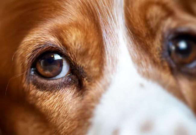 Veterinary Guide to Chorioretinitis in Dogs 2025 🐶