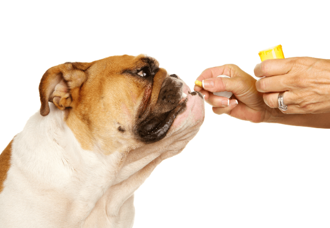 Veterinary Guide to Cobalamin (Vitamin B12) Malabsorption in Dogs  (2025)🐶