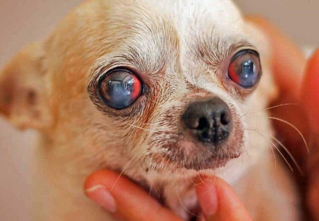 Veterinary Guide to Congenital Eye Defects in Dogs 2025 🐶