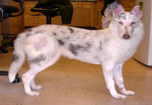 Veterinary Guide to Cyclic Hematopoiesis (Gray Collie Syndrome) in Dogs (2025)🐶