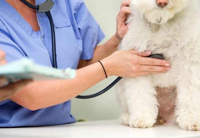 Veterinary Guide to Dilated Cardiomyopathy & Enlarged Heart in Dogs 2025 🐶❤️