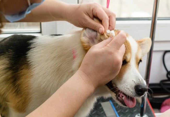Veterinary Guide to Dog Ear Hematomas 2025 🐶🩺