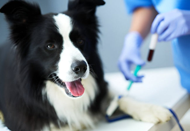 Veterinary Guide to Drug‑Induced Nephrotoxicity in Dogs 2025 🐶🩺