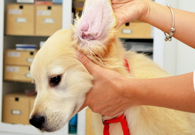Veterinary Guide to Ear Mites in Dogs 2025 🐶🩺
