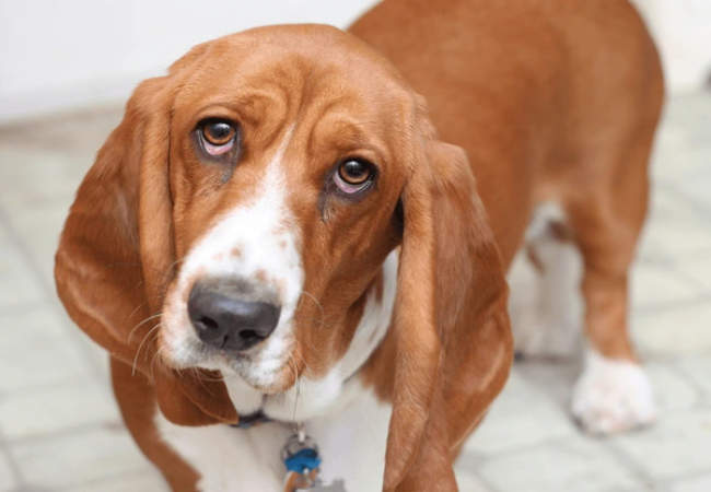 Veterinary Guide to Ectropion in Dogs 2025 🐶🩺