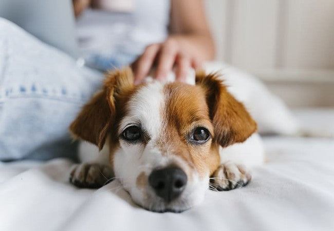 Veterinary Guide to Ehrlichiosis in Dogs 2025 🐶🩺