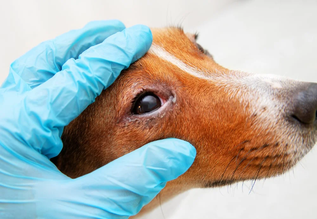 Veterinary Guide to Entropion in Dogs (Inward Eyelid) 2025 🐶🩺