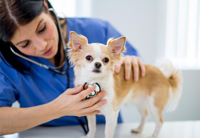 Veterinary Guide to Epilepsy & Seizures in Dogs 2025 🐶🩺