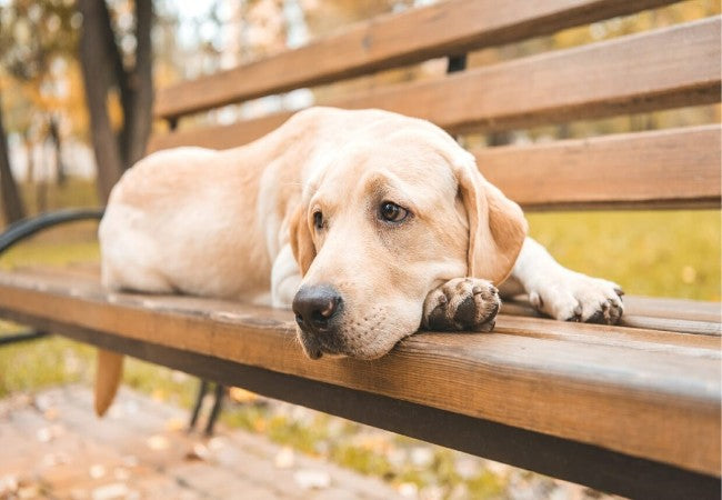 Veterinary Guide to Exercise‑Induced Collapse (EIC) in Dogs 2025 🐶