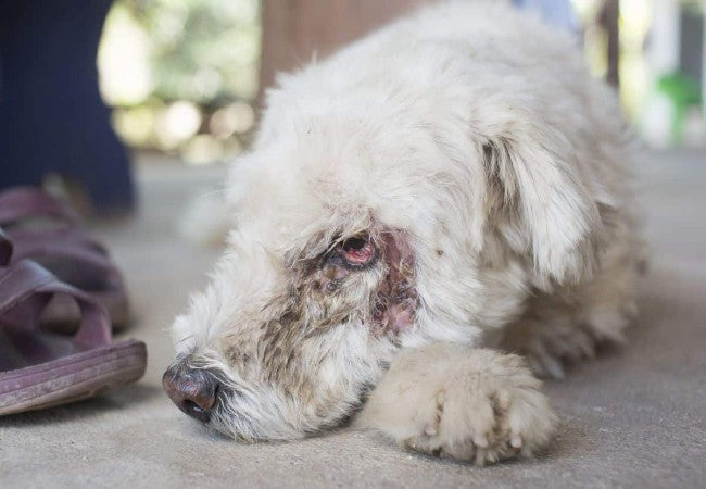 Veterinary Guide to Eye Cancer in Dogs 2025 🐶