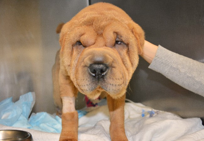 Veterinary Guide to Familial Shar‑Pei Fever (SPAID) 2025🐶