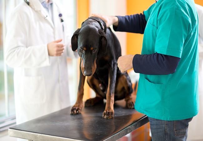 Veterinary Guide to Fibrocartilaginous Embolic Myelopathy (FCE) in Dogs (2025)🐶