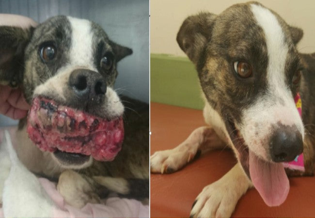 Veterinary Guide to Fibrosarcoma in Dogs (2025)🐶
