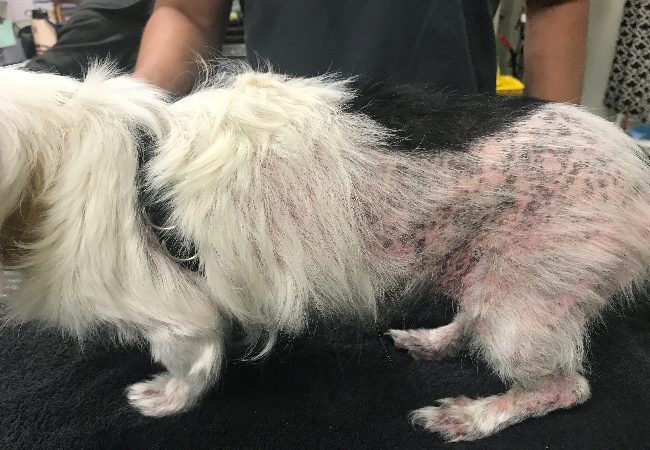 Veterinary Guide to Flea Allergy Dermatitis in Dogs (2025)🐶