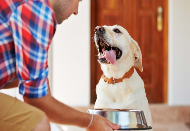 Veterinary Guide to Food Allergies in Dogs (2025)🐶
