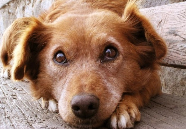 Veterinary Guide to Heterobilharzia Infection in Dogs  (2025)🐶