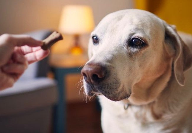 Veterinary Guide to High Blood Sugar in Dogs 2025 ⚕️🐶