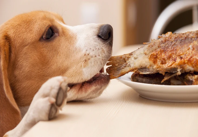 Veterinary Guide to High Cholesterol in Dogs 2025 ⚕️🐶