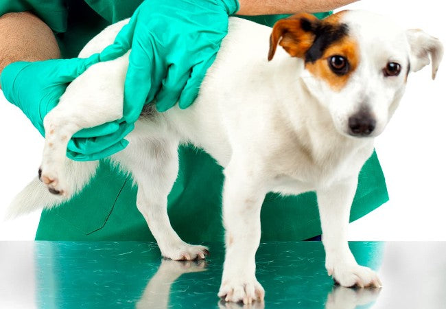 Veterinary Guide to Hip Dysplasia in Dogs 2025 🦴🐶