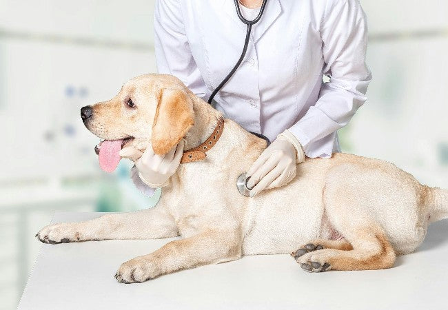 Veterinary Guide to Histoplasmosis in Dogs 2025 🩺🍄🐶