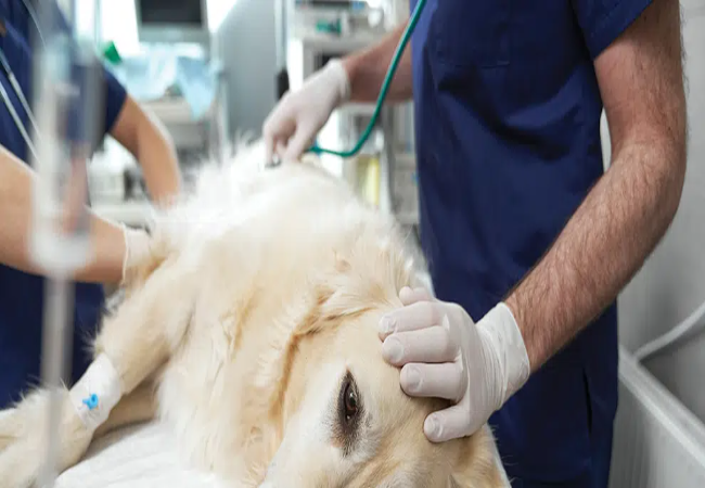 Veterinary Guide to Hormone Replacement Poisoning in Dogs 2025 🩺🐶