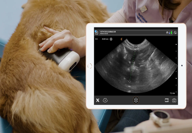 Veterinary Guide to Hydronephrosis in Dogs  (2025)🐶