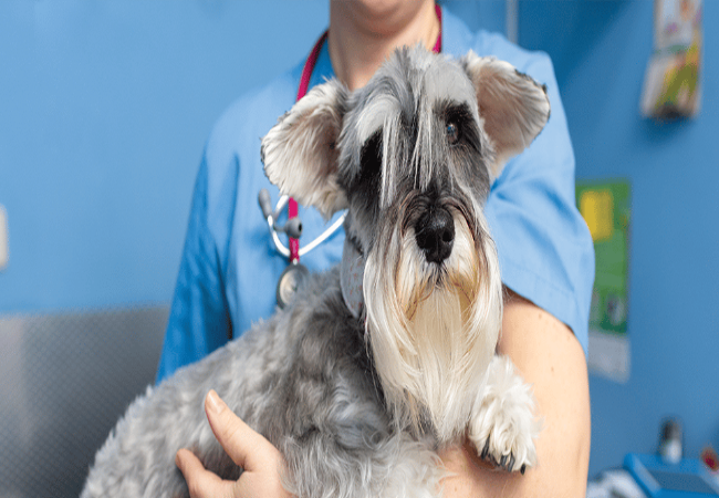Veterinary Guide to Hyperchloremia in Dogs (2025)🐶