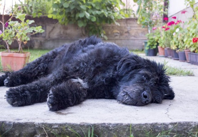 Veterinary Guide to Hypermagnesemia in Dogs 2025 🐶