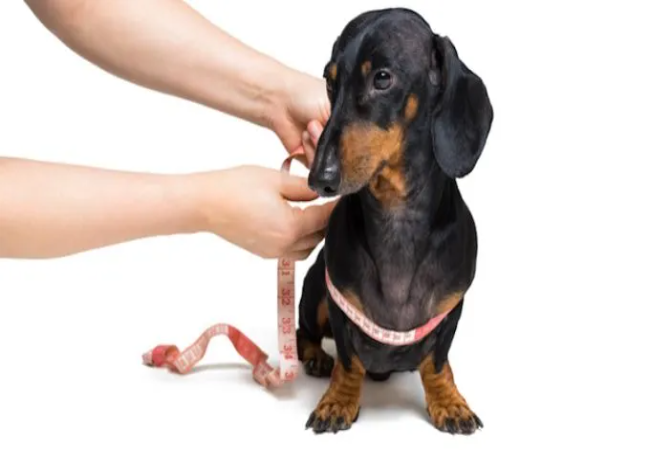 Veterinary Guide to Hypophosphatemia in Dogs 2025 🐶🩺
