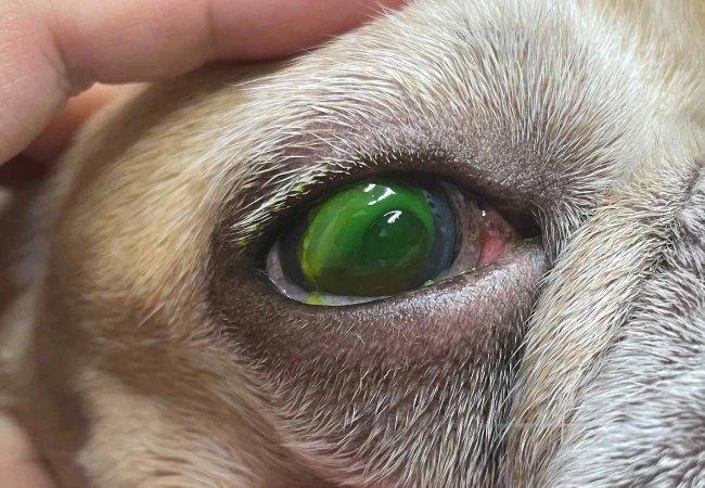 Veterinary Guide to Hypopyon & Lipid Flare in Dogs 2025 🐶⚠️