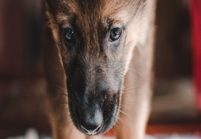 Veterinary Guide to Intussusception in Dogs (2025)🐶