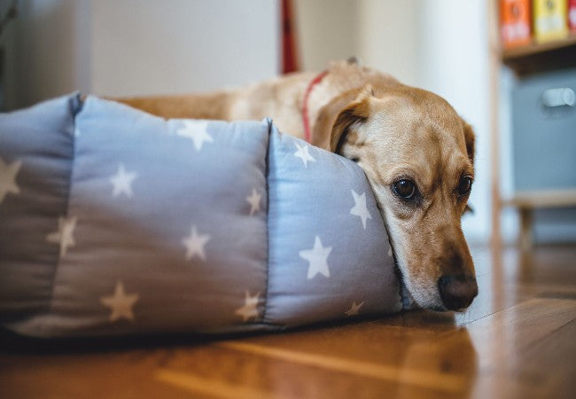 Veterinary Guide to Iron Toxicity in Dogs 2025 🐶