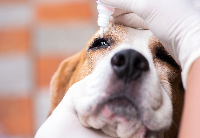 Veterinary Guide to Keratoconjunctivitis Sicca in Dogs 2025 🐶👁️