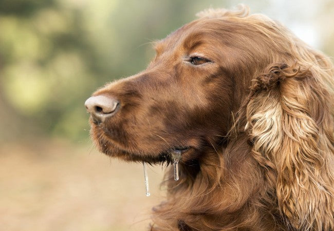 Veterinary Guide to Multi‑Drug Poisoning in Dogs 2025 🐶💊