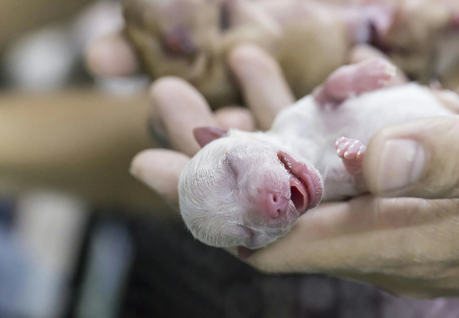 Veterinary Guide to Ophthalmia Neonatorum in Puppies 2025 🐶