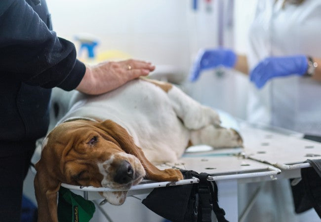 Veterinary Guide to Ovarian Remnant Syndrome in Dogs 2025 🐶🩺