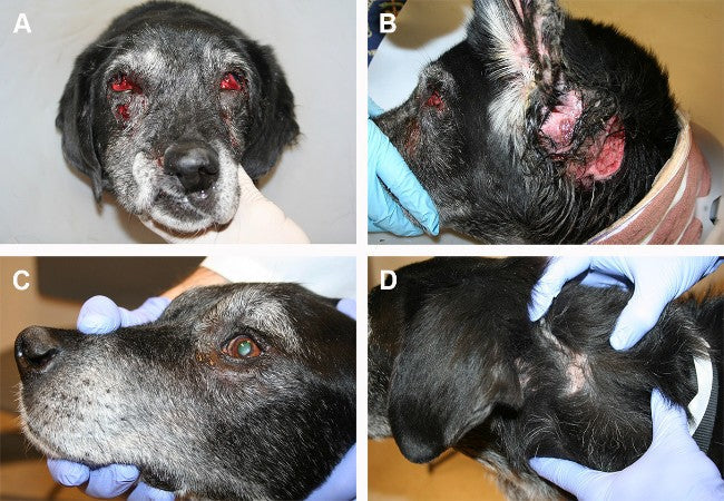 Veterinary Guide to Panniculitis in Dogs (2025)🐶