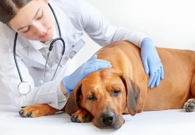 Veterinary Guide to Proteinuria in Dogs 2025 ⚕️🐕🐾