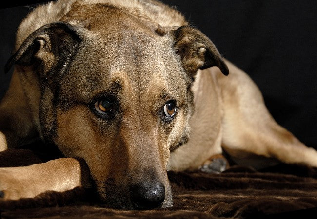 Veterinary Guide to Renal Tubular Acidosis in Dogs (RTA) 2025 🐶🩺