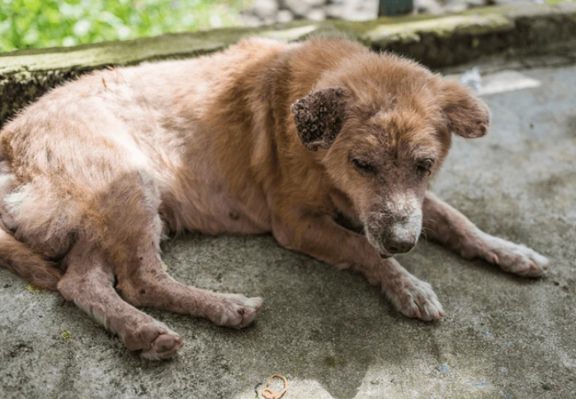 Veterinary Guide to Steatitis (Fat Necrosis) in Dogs (2025)🐶