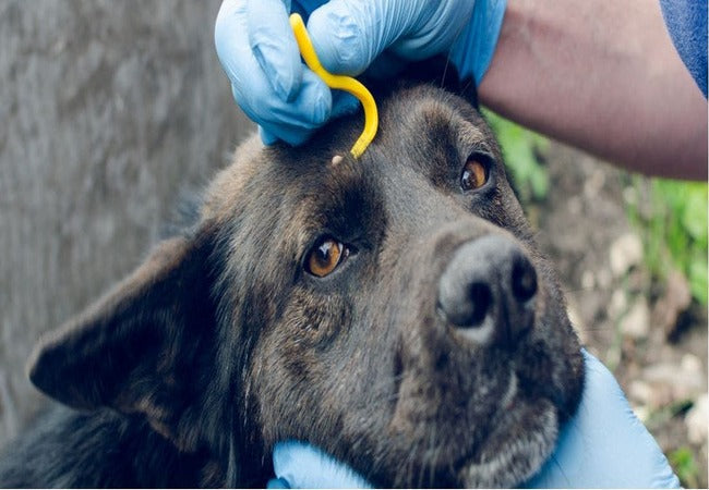 Veterinary Guide to Tick-Borne Diseases in Dogs 2025: Prevention, Diagnosis & Treatment 🐶🛡️