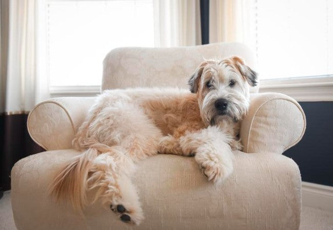 Veterinary Rehabilitation Services for Dogs: A Comprehensive Guide for 2025 🩺🐶