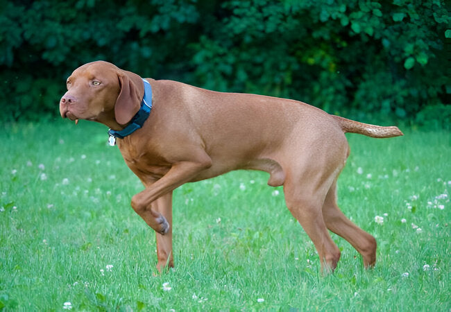 Vizsla Guide 2025: Vet-Approved Care for Energetic “Velcro” Dogs 🐾❤️